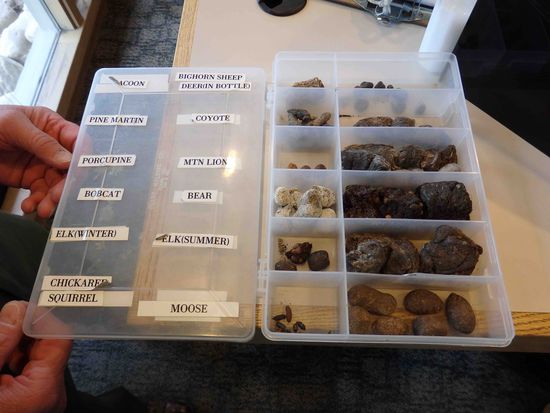 Die getrocknete Hinterlassenschaft der tierischen Parkbewohner  