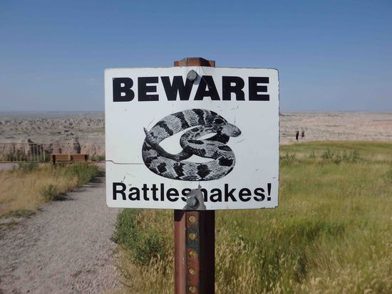 Wir sind zum Glück keiner begegnet, obwohl wir uns ansonsten immer sehr über die Tiere unterwegs freuen