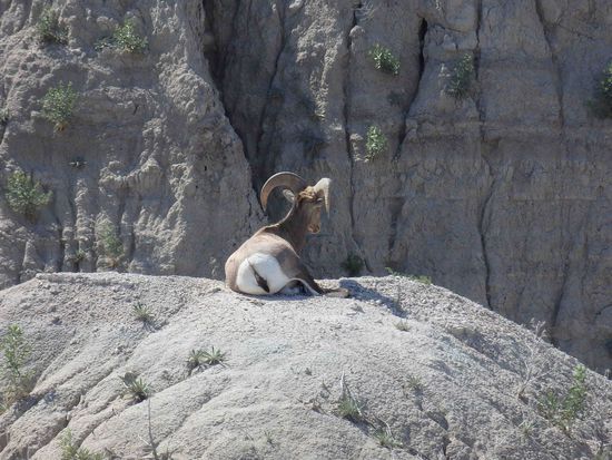 Ein Dickhornschaf posiert entspannt für die Fotografen
