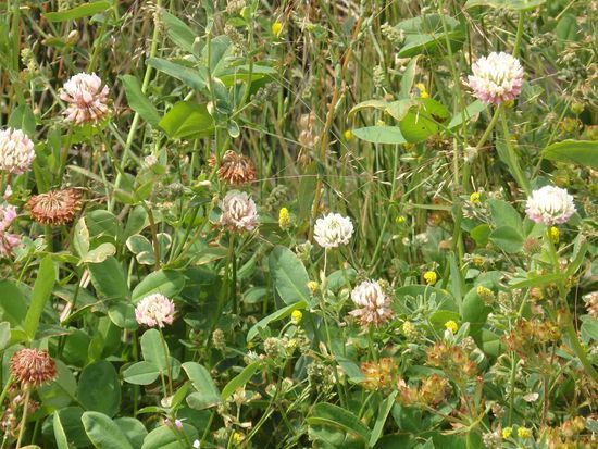 Herrlich farbige Blumenwiesen