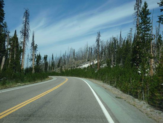 Leider sind auch hier die meisten Bäume abgestorben