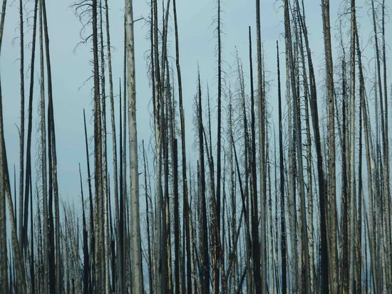 Brandschäden und/oder durch den Borkenkäfer geschädigt
