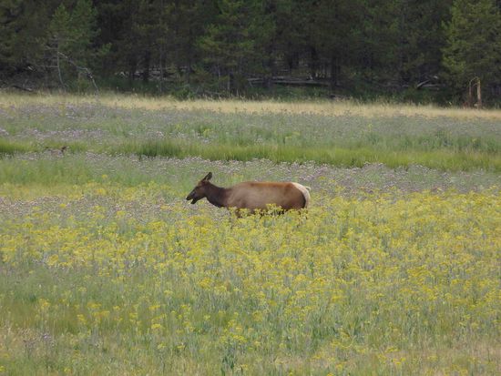 Wir hoffen auf noch viel mehr Tiere