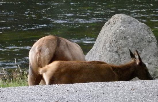 Wenigstens etwas Elch