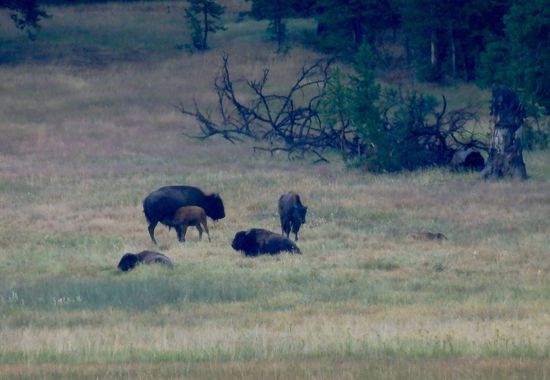 Ein voller Erfolg - jetzt fehlt eigentlich nur noch Mr. Moose