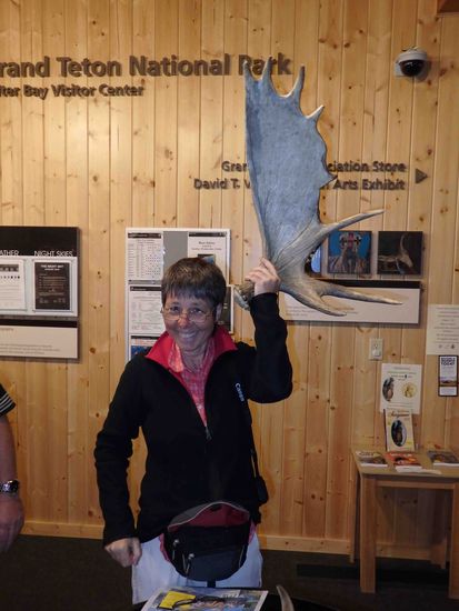 Den sogenannten Susi-Elch 