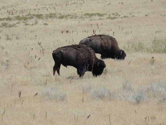 Völlig unbeeindruckt von den Fotografen