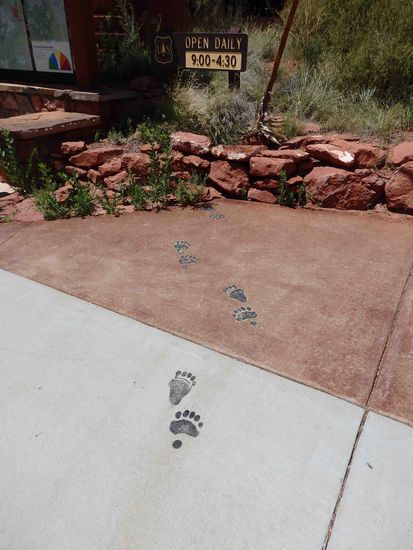 Zum Glück keine echten Bärenspuren am Visitorcenter