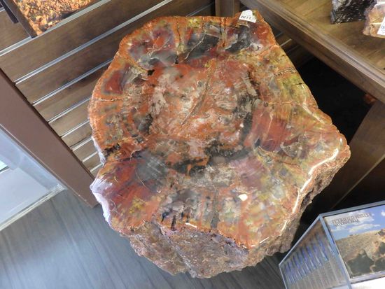 Ein geschliffener Querschnitt - kaum vorstellbar, dass es mal Holz war