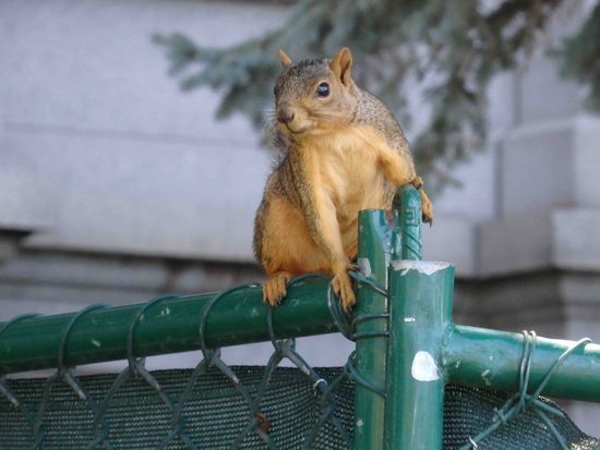 Noch ein Besucher des Capitols 