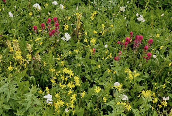 Blühende, gesunde Bergwiesen. Nachdem der Zugang zu diesen verboten wurde, konnte sich die Natur erholen.