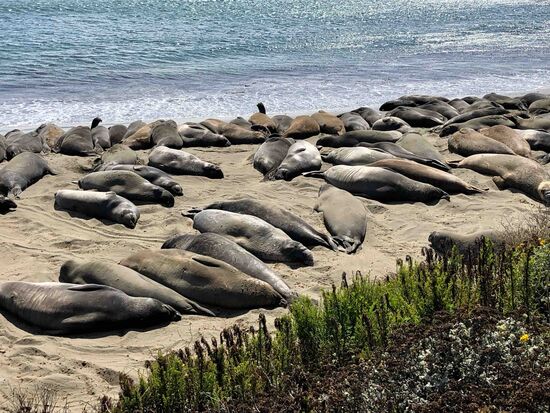 Immer wieder einen Stopp wert: die See-Elefanten lassen sich von den Touristenmassen nicht stören. Nur gelegentlich bewirft sich einer mit Sand und schläft dann weiter.