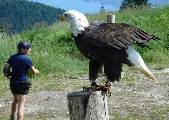 Herkules - so sein Name - zeigte uns unter Anderem, wie er einen Fisch aus dem Wasser fängt. Diesen Krallen und diesem Schnabel möchte man nicht zu nah kommen.