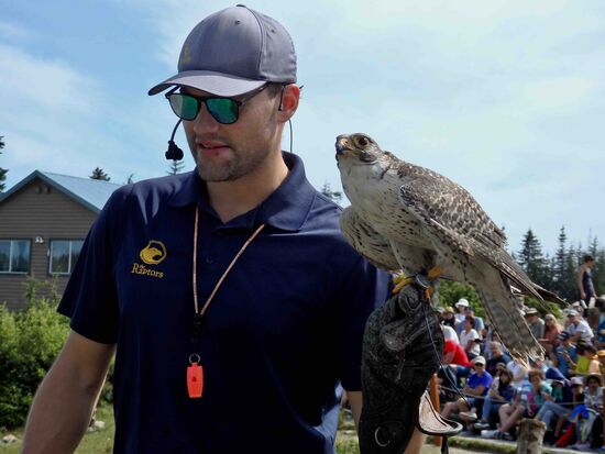 Der Falke beeindruckte uns mit seiner rasenden Geschwindigkeit, mit der über den Platz sauste.