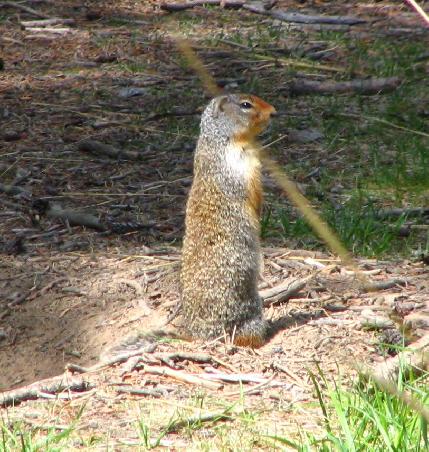 Squirrel´s!
Direkt an meinem Wohnhaus. Kann sie vom Fenster aus beobachten.