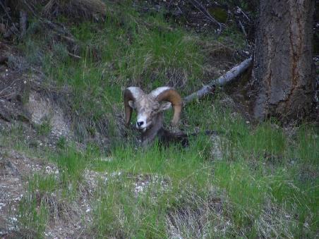 Bighorn Sheep