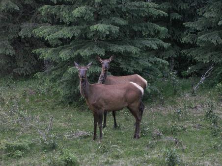 The Twinsisters.
