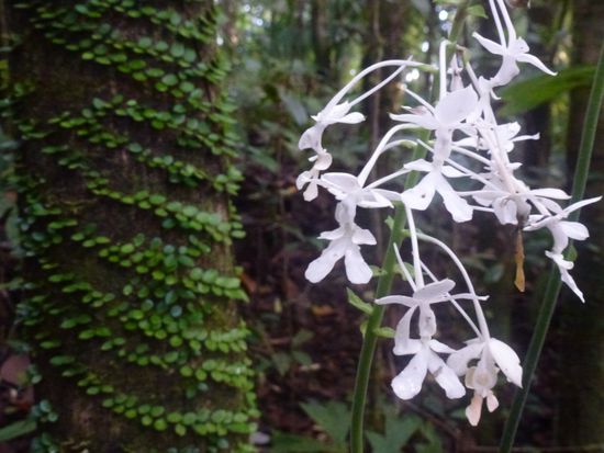 Orchidee auf dem 822 Meter hohen Gipfel der Insel Manado Tua.