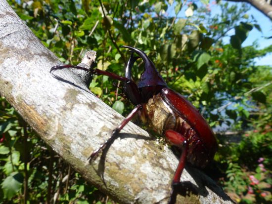 Unterwegs begegnet uns ein Gideon Nashornkäfer.
