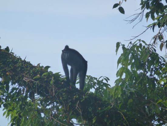Yaki nennen die Inselbewohner die Schwarzen Schopfmakaken, eine endemische Affenart in Nord Sulawesi.