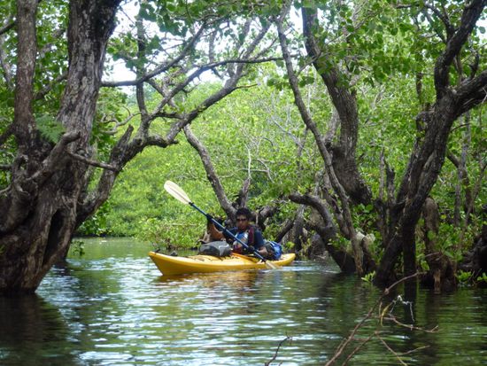 Fahrt durch die Mangroven der Insel Bunaken.