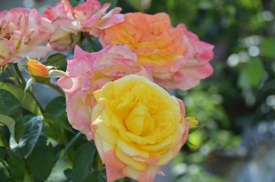Mamutchka liebt die Rosen, und wir lieben ihr WiFi!!!