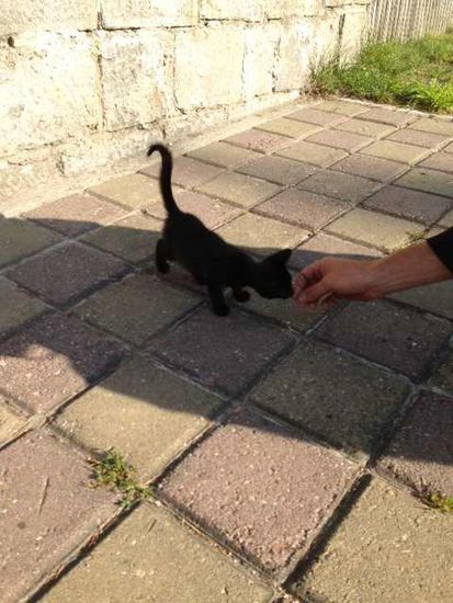 Sehr viele streunende Hunde und Katzen.Man schafft es nicht an allen vorbei