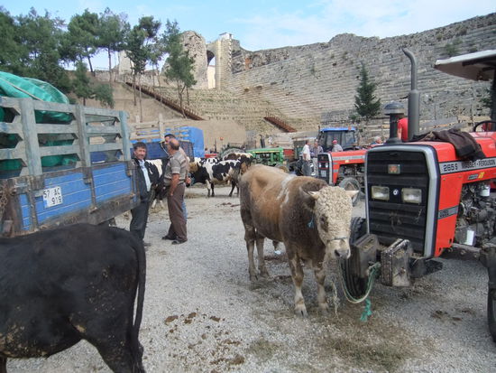 Türkei - Sinop - Viehmarkt an der Stadtmauer
