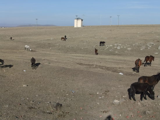 Türkei - Zwischen Erzurum und Horasan  - Wildpferde