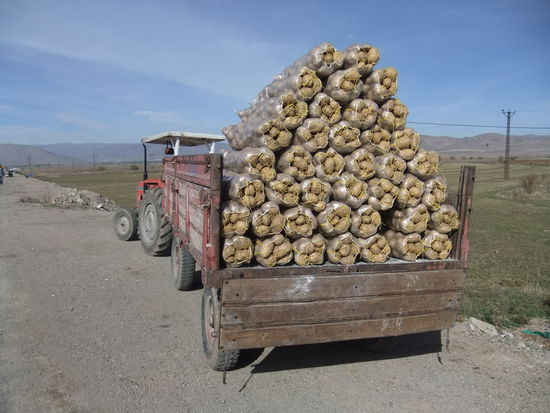 Türkei - Zwischen Erzurum und Horasan - Kartoffelernte