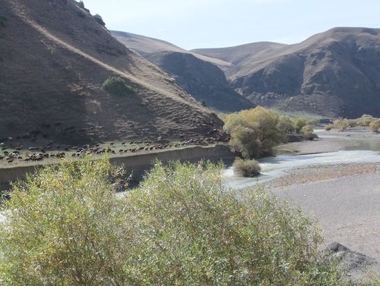 Türkei - Zwischen Horasan und Kars - Schafabtrieb von den Bergen