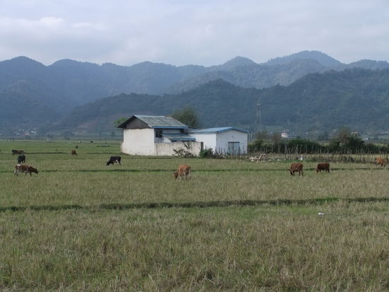 Iran- Zwischen Astara und Rasht - Rinderherden auf abgeernteten Reisfeldern