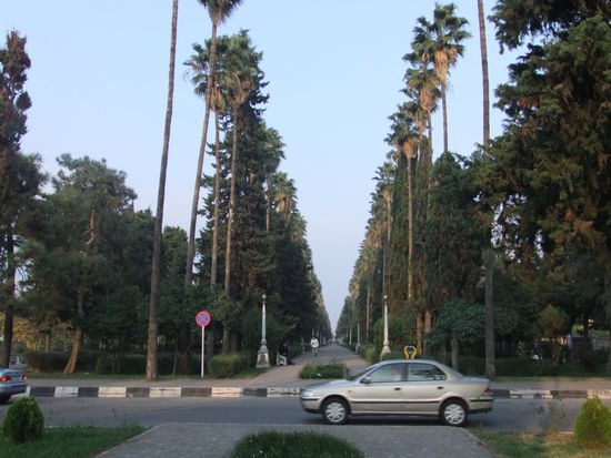 Iran- Ramsar - Palmyra Palmen Alle von Casino am Kaspichen Meer zum Sommerpalast von Reza Shah