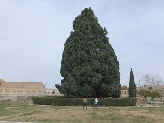 Iran - Zwischen Yazd und Pasargadae - Abarqu - 4000 Jahre alte Zypresse)