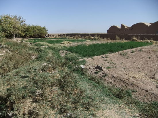 Iran - Zwischen Zein-o-din und Yazd -Gemüsegarten einer Wohnsiedlung