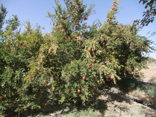Iran - Zwischen Zein-o-din und Yazd - Granatäpfelbäume in einer Oase