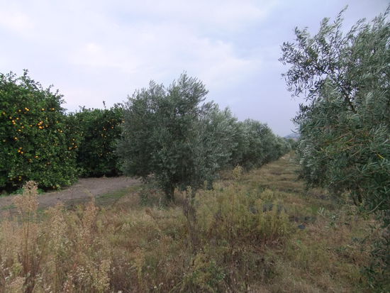 Türkei - Zwischen Dörtyol und Adana - Apfelsinen und Olivenplantagen