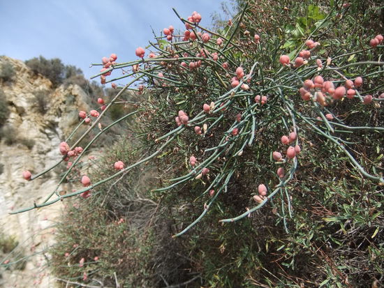 Griechenland - Ouranopolis - Blühende Büsche am Strand