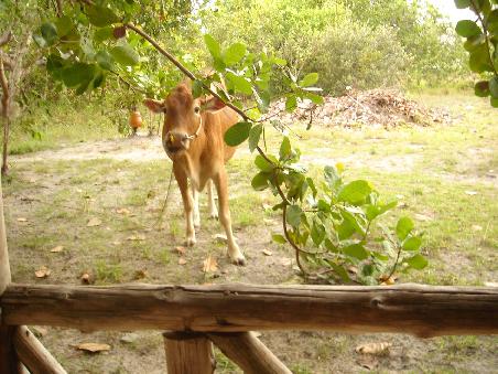 Die Cow vorm Bungalow