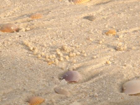 Wo ist der Krebs?