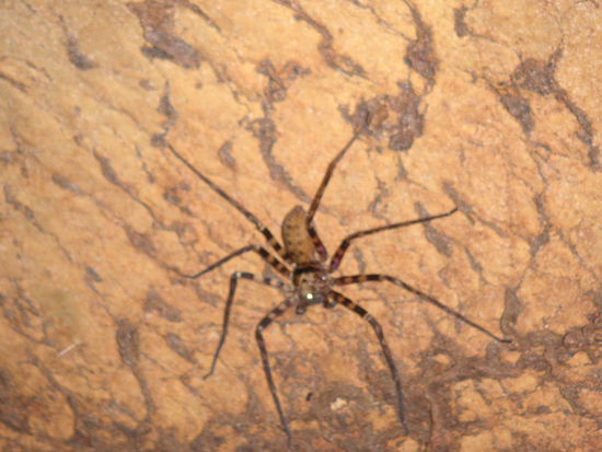 ca. 20 cm Durchmesser.