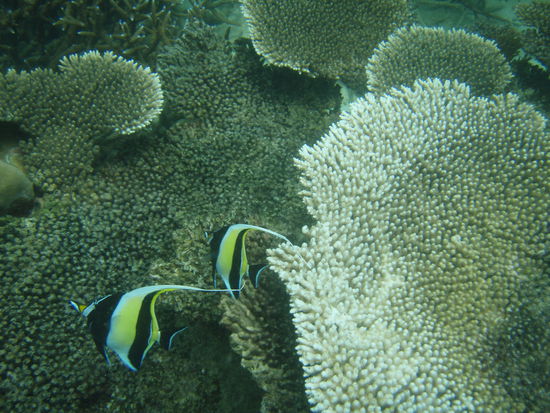 Na, wie heisst er nochmal??? 
(Nemos Freund)