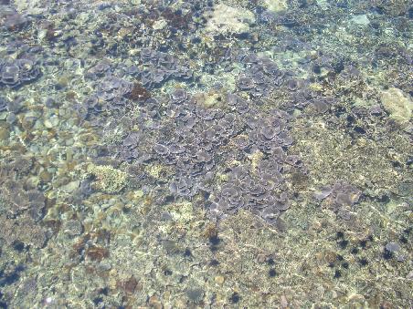 schoen klares wasser