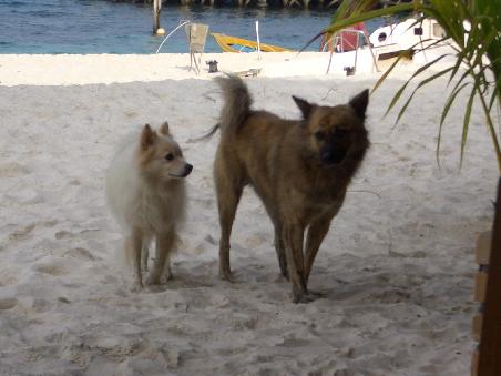 gaylliot und ladyboy