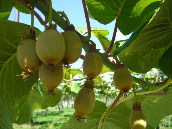 Kleine Kiwis am Strauch 