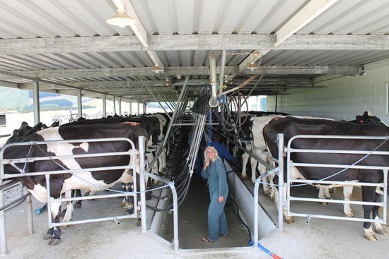 Franzi auf der Kuhfarm...