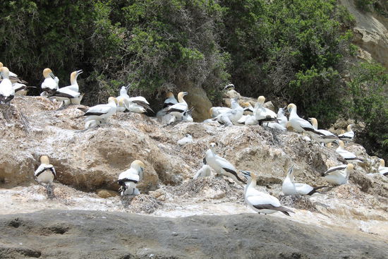 Tölpelweibchen am Cape Kidnappers