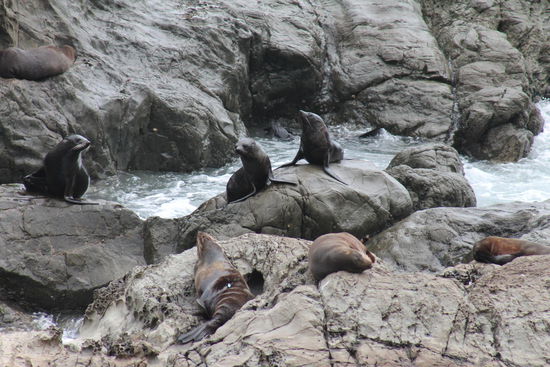 Seelöwen bei Kaikoura