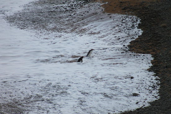 Pinguine in Oamaru
