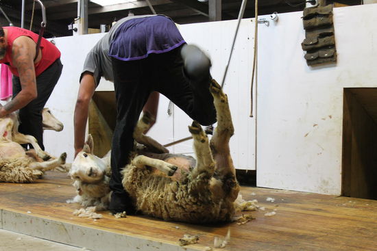 Schafscheren im Akkord